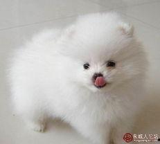 博美娱乐集团,引领娱乐产业新潮流的多元化巨头
